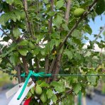 Slivka domáca (Prunus domestica) ´STANLEY´ - výška 150-220 cm, kont. C6L - KVETINÁČOVÁ
